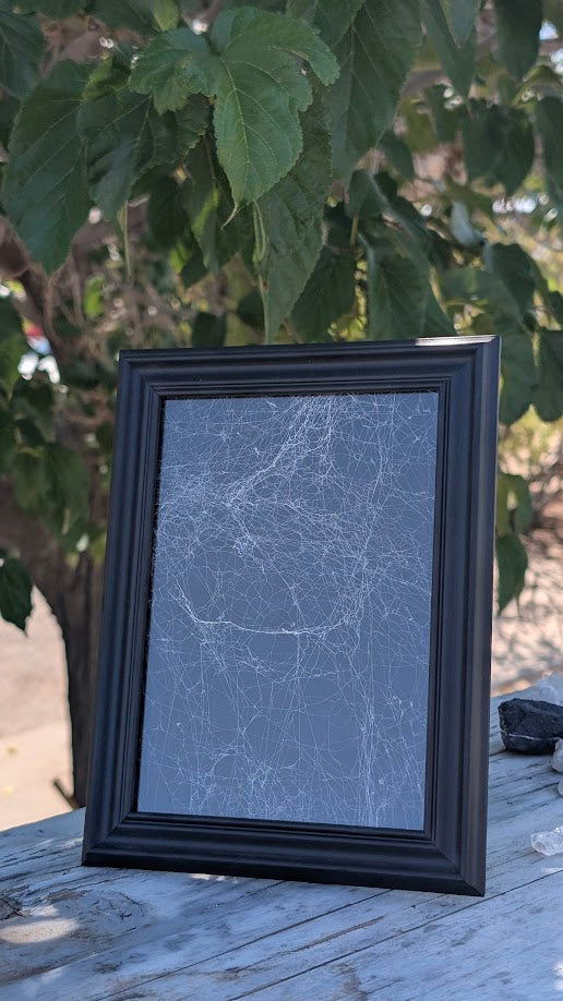 Framed Web of Mortality 5x7 – Preserved Spiderweb Art
